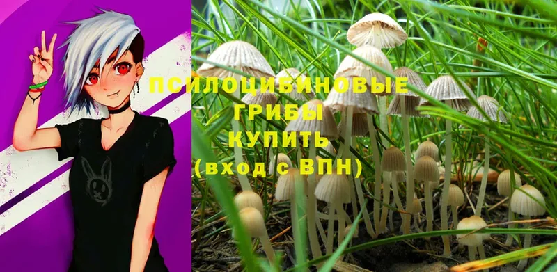 купить наркотик  Ермолино  Псилоцибиновые грибы Psilocybine cubensis 